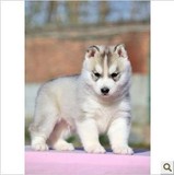 上海宠物狗狗哈士奇幼犬出售纯种哈士奇犬狗狗雪橇哈士奇犬k6