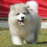 纯种阿拉斯加幼犬出售/巨型灰色桃脸阿拉斯加雪橇犬宠物狗狗视频C