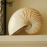 创意地中海天然海螺贝壳桌面装饰品 拍摄道具 海洋生物标本鹦鹉螺