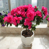 高档阳台室内花卉盆栽 比利时杜鹃花苗 西洋杜鹃 四季开花植物