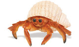 safari 仿真动物模型玩具 海洋生物  螃蟹 寄居蟹