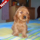 北京出售纯种金黄色美国可卡幼犬 健康小体型宠物狗狗 可上门