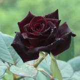 【黑巴克玫瑰苗】当年开花盆栽花卉蓝玫瑰花苗四季阳台客厅植物