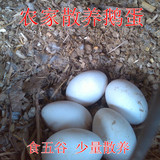 蓟县农家散养新鲜土鹅蛋 食五谷绿色有机 （京津地区满10枚包邮）