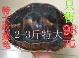 活体宠物龟大乌龟 新手 吃菜素食龟 观赏龟 半水龟2-3斤超大特价