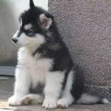 温州纯种阿拉斯加雪橇犬/幼犬/阿拉斯加宠物活体狗