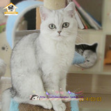 纯种英国短毛猫 银色渐层 妹妹MM 绿眼睛 家养幼猫宠物猫 白