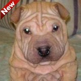 纯种精品沙皮幼犬 出售活体宠物狗狗 北京专业繁殖 可送货上门