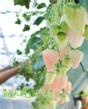 盆栽水果皇后白草莓种子 奶油草莓 多汁蔬果 富含维生素 60粒