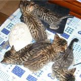 ☆自家繁殖☆家养纯种猫，宠物小豹猫 孟加拉豹猫 打好疫苗