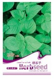 彩包种子 蔬菜种子 阳台种植盆栽【绿苏种子】韩国泡菜苏子叶