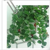 珍稀品种吊兰*口红吊兰苗盆栽植物 去除甲醛 净化空气 室内花卉