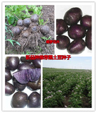 蔬菜种子 马铃薯 黑土豆种子 黑金刚土豆种子 红 紫土豆种子 20粒