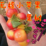 无核小苹果树苗 可结果盆栽地栽果苗 苹果苗南北方果树苗高产果甜