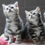 家养出售－美短猫猫 活泼可爱 美国短毛猫 银虎斑 鱼骨纹