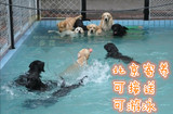 【空爹宠物寄养】 北京寄养 狗狗寄养 专业喂养 可上门接送