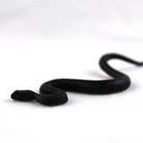 儿童认知玩具safari 生态仿真生物 野生动物模型摆件  黑色小蛇