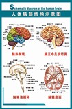 最新最全心脑血管知识壁画04《人体脑部结构示意图》写真图海报