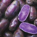新鲜紫土豆 紫马铃薯 有机蔬菜黑土豆 黑金刚 儿童辅食 500克