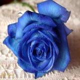 盆栽花卉 出售精品蓝玫瑰★蓝色妖姬玫瑰★送女朋友必选