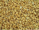 农家新小麦 面粉小麦 带皮小麦粒 可做粥 做种子500克