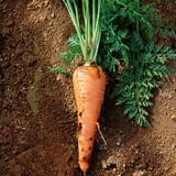 密云露天有机蔬菜 胡萝卜 应季蔬菜   富含各种微量元素 小人参