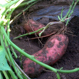 蓟县山区15年新红薯白薯 山区种植 地瓜 香甜可口 绿色食品