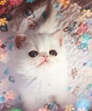 纯种CFA级加菲猫宠物纯白桔色眼公猫DD宝宝