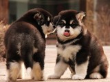 温州纯种/阿拉斯加犬/幼犬/雪橇犬/巨型犬/大型犬/宠物狗狗12