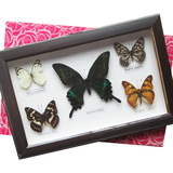 2件包邮1525真蝴蝶标本相框 家居工艺装饰品 摆件/收藏纪念礼物