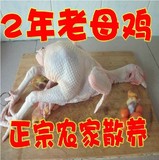 土鸡 2到3年农家散养老母鸡活鸡现杀孕妇老人真空包装山西赵爱国