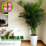 客厅大型盆栽绿植 夏威夷椰子 散尾葵净 化空气凤尾竹 富贵椰子
