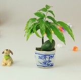 桌面迷你小盆栽 袖珍元宝树 开心果净化空气室内观赏植物带盆