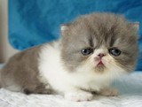 CFA赛级血统 异国短毛猫/纯种加菲猫 幼猫 双蓝眼
