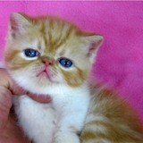 血统纯种 赛级血统红虎斑加白异短加菲猫 宠物猫
