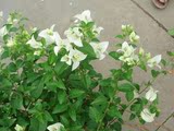 盆栽 庭院 阳台花卉植物 少见的绿叶白花三角梅苗重瓣 盆景叶子花