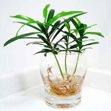 迷水培植物 迷你小植物-防辐射 净化空气日本罗汉松小苗 1元一株