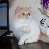 [汤姆名猫馆]CFA赛级血统 异国短毛猫/纯种加菲猫 幼猫 不用打理