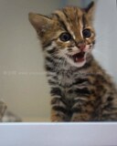 纯种宠物猫豹猫专业繁殖豹猫 亚洲豹猫公 宠物猫 疫苗驱虫已做