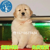 出售金毛幼犬 包纯种健康 北京金毛犬猎犬宠物狗 美系头大嘴宽