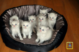 蓝家布偶猫CFA登录注册幼猫蓝双色海豹双色重点色山猫双公母SOLD