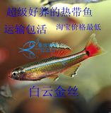 红尾金丝鱼 黄化白云金丝鱼 热带鱼观赏活体群游鱼灯科鱼 包活邮