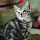 家养出售－美短猫猫 活泼可爱 银虎斑 鱼骨纹 可看猫妈*叁