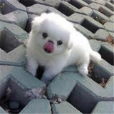 出售纯种北京京巴幼犬赛级宫廷犬超可爱长不大雪白的宠物狗狗39