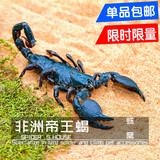 【顺丰包邮】非洲帝王蝎 宠物蝎子活体 全长15-18cm左右 送8件套