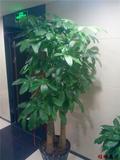 限送青岛 大型绿植盆栽步步高三杆发财树办公室家居1.8米左右