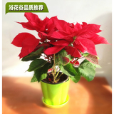 浴花谷室内新年花卉开业送礼一品红盆栽植物圣诞花喜庆植物盆栽