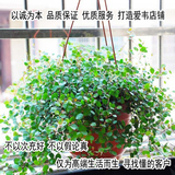 吊兰 庭院 办公室/室内绿色植物盆栽 千叶吊兰 吸甲醛 净化空气