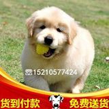 北京纯种金毛幼犬狗狗出售 金毛犬猎犬宠物狗 活体 可送货