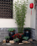 过胶仿真竹子细水竹仿真植物装饰竹子假竹子阳台隔断屏风